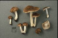 Inocybe fastigiella image