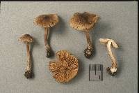 Inocybe umbrina image