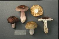 Russula olivacea image