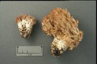 Ramaria holorubella image