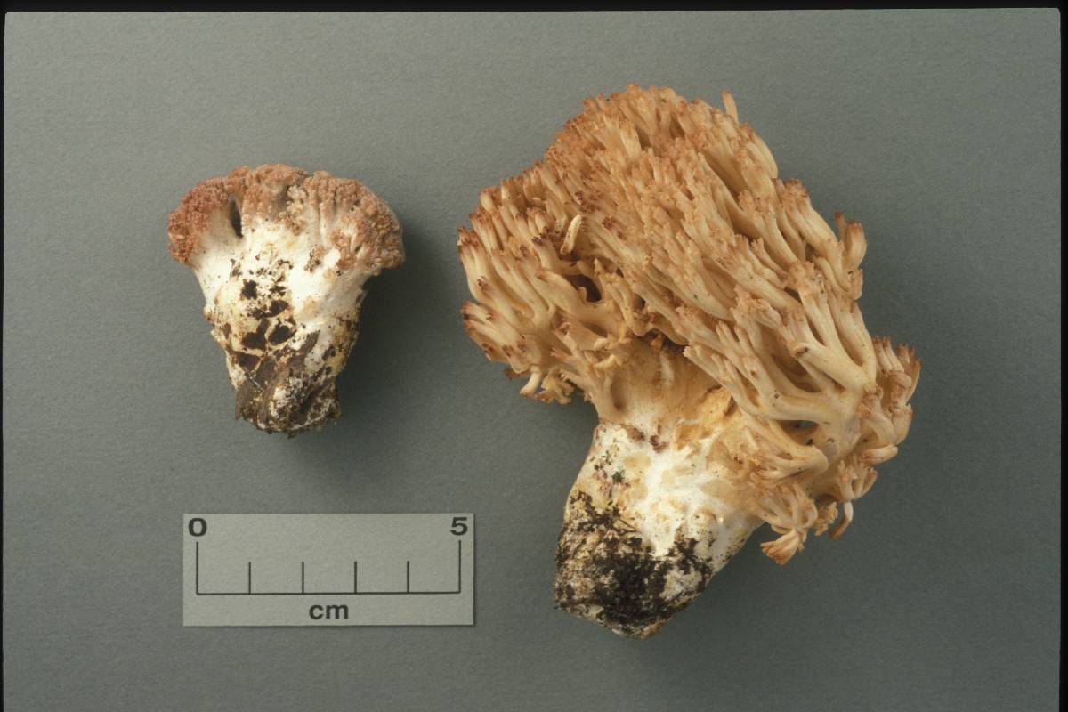 Ramaria holorubella image