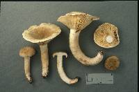 Lactarius fumosoides image