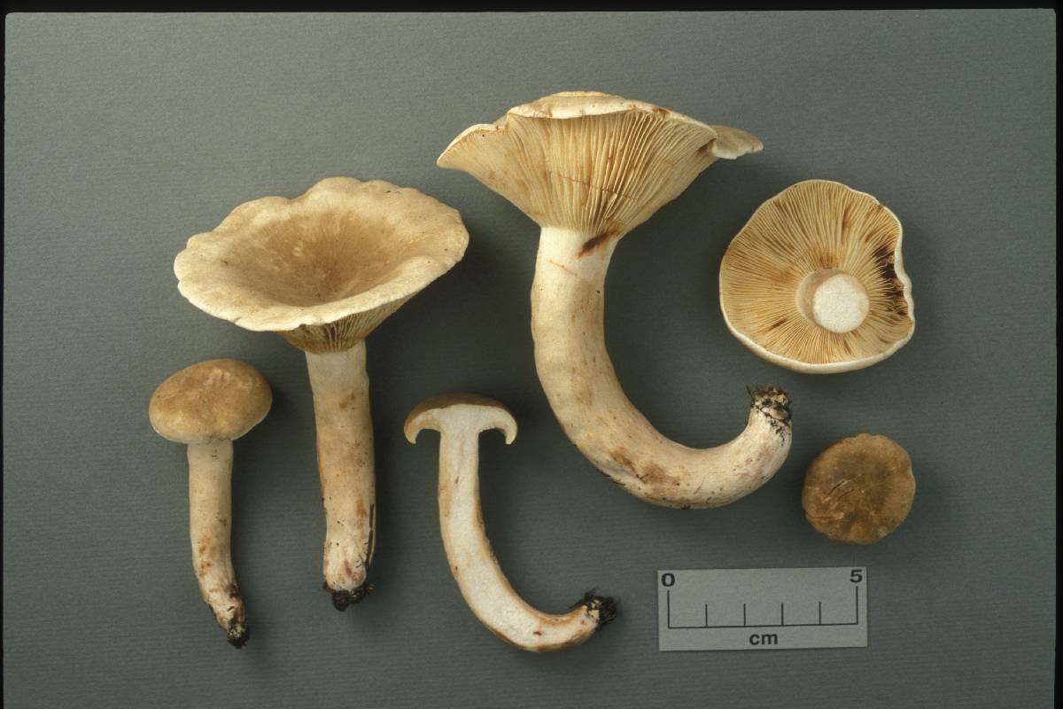 Lactarius fumosoides image