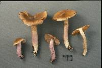 Cortinarius collinitus image