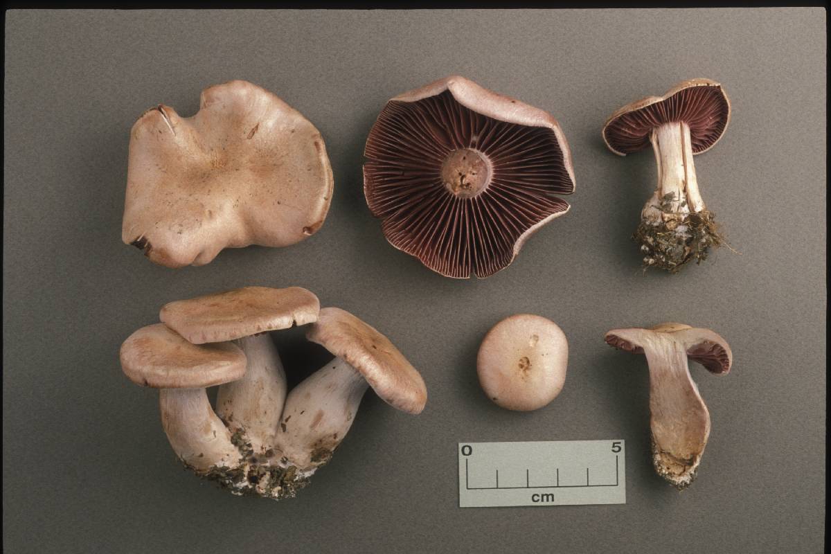 Cortinarius nauseosus image