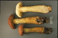 Gymnopilus speciosissimus image