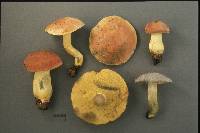 Boletus sensibilis image