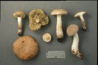 Boletus pallidus image