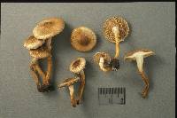 Pholiota angustipes image