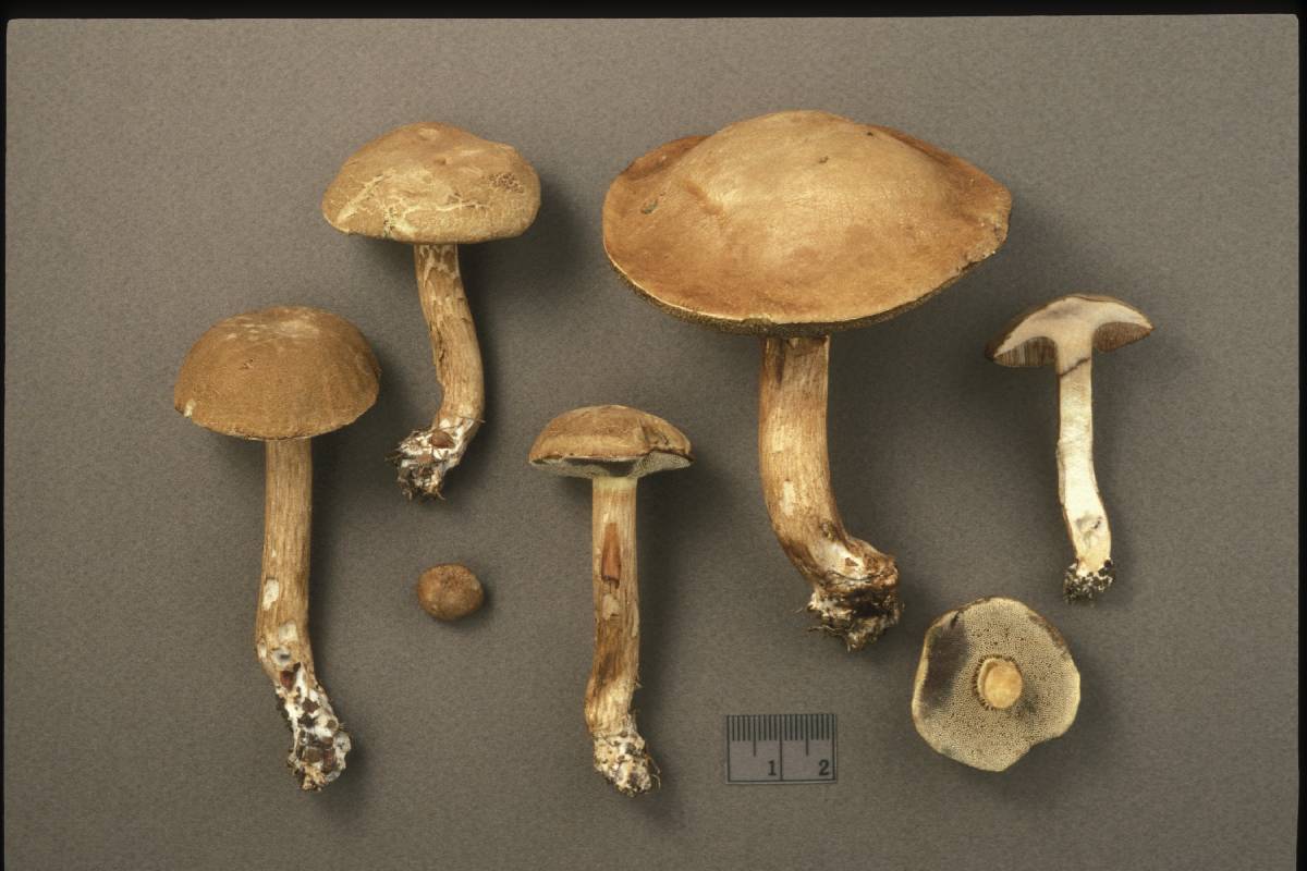 Porphyrellus fumosipes image