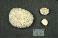 Lycoperdon marginatum image