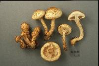 Pholiota squarrosoides image