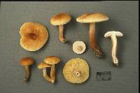 Gyroporus castaneus image