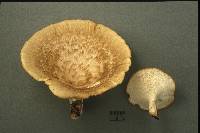 Polyporus craterellus image