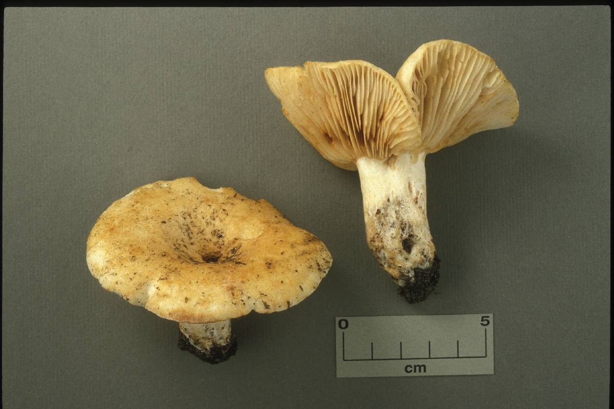 Russula subochracea image