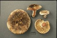 Russula dissimulans image