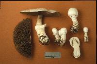 Agaricus silvicola image