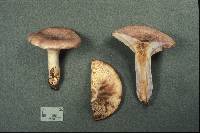 Lactarius uvidus image