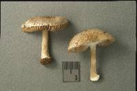 Inocybe cicatricata image