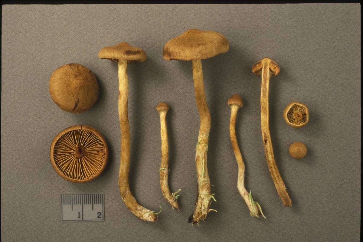 Cortinarius chrysolitus image