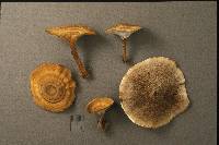 Coltricia perennis image