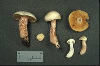 Suillus placidus image