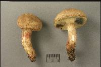 Boletus roseipes image