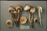 Leucoagaricus meleagris image