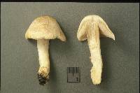 Inocybe sindonia image