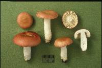 Russula aquosa image