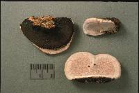 Fomitopsis rosea image