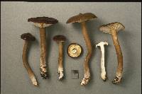 Lactarius lignyotus image