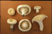 Lactarius deceptivus image