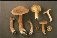 Lactarius helvus image