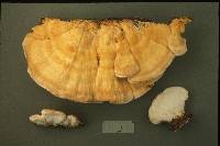 Laetiporus cincinnatus image