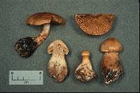 Cortinarius armillatus image