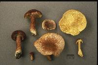 Tricholomopsis rutilans image