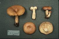 Lactarius affinis image