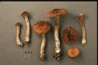 Cortinarius brunneus image