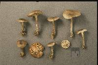 Rhodocybe caelata image