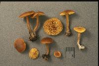 Calocybe fallax image