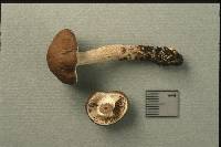 Agrocybe erebia image