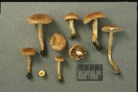 Pholiota highlandensis image