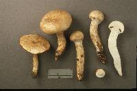 Cortinarius argutus image