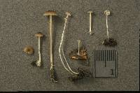 Mycena speirea image