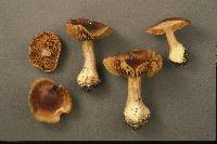 Cortinarius scaurus image