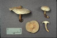 Clitocybe odora image