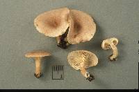 Lactarius glyciosmus image