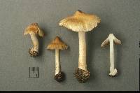 Inocybe pelargonium image