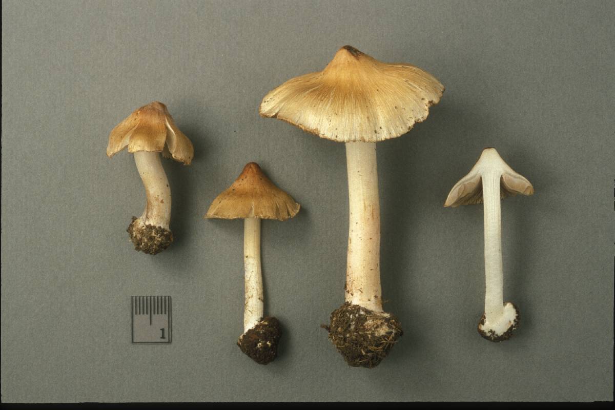 Inocybe pelargonium image